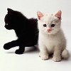 chat
